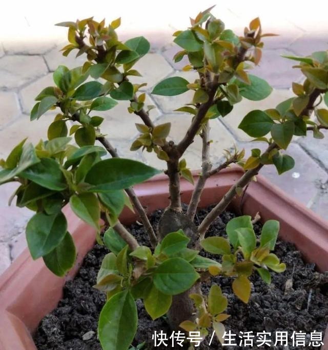 特欠剪的花,越剪越好看,花开不断!特欠剪的花,越剪越好看,花开不断!