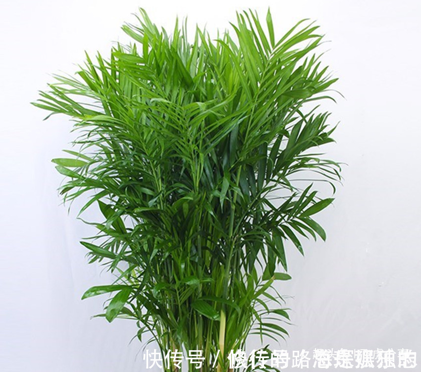 花草|花中三绝和花草四雅，每一盆都飘逸俊秀、亭亭玉立，你家有吗