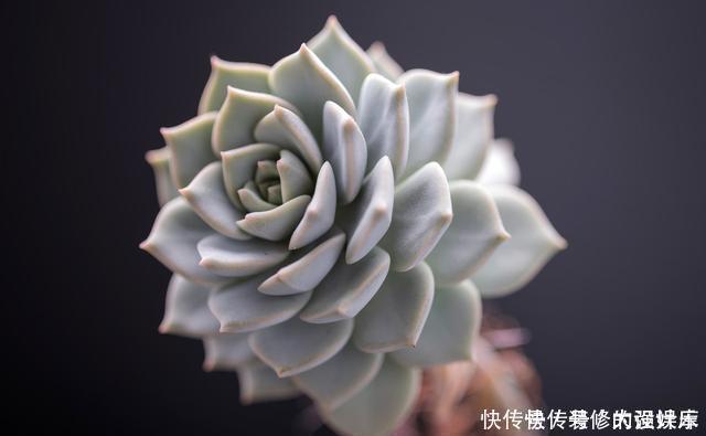 植料|多肉植物换盆别忘了做1件事,15天服盆,侧芽长不停