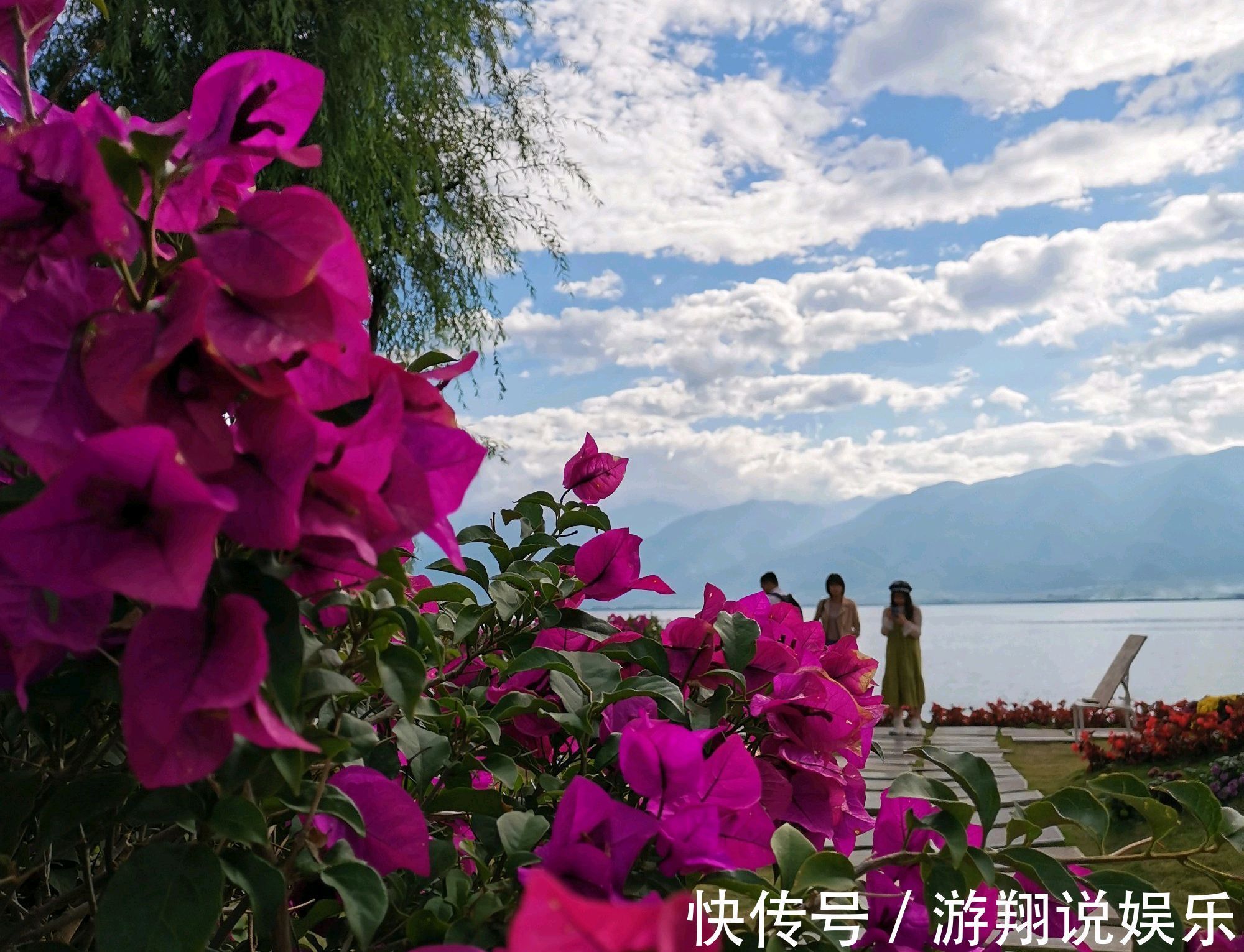 爆盆|养三角梅我就服开挂区，不用催花，栽上不用管一样的能开花爆盆