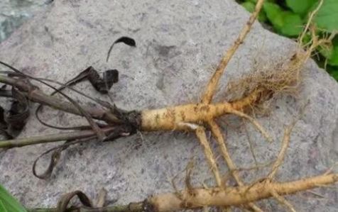 中年|农村一稀罕植物，遇到了不要随意采挖，植株能保健肝脏，价值珍贵