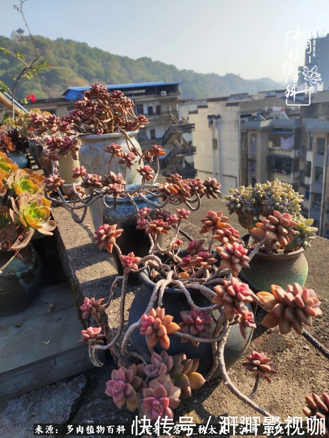 长势|为提升免疫力而养多肉植物，养肉后，体弱的我身体越来越好！