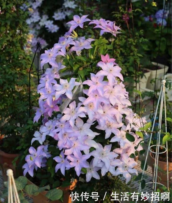 最漂亮的“爬墙花”,开花漂亮赛牡丹,连皇家花园都种它,值得养!