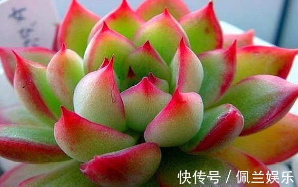 多肉女雏养护“4要点”，轻松爆盆，粉橙相间漂亮迷人