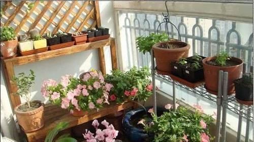 花盆|花盆里埋点它,土壤疏松透气,不黄叶不烂根,养啥花都旺