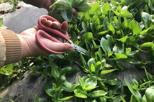 补肾|人到中年,推荐吃3种食物,健脾补肾,养血驻颜,好处多多