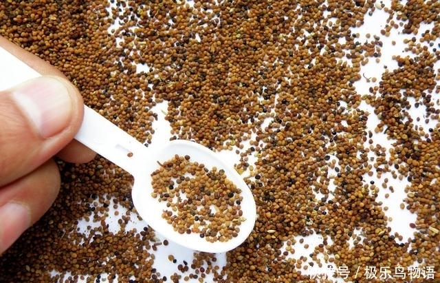 黃芪和菟絲子,可以一起泡水喝嗎?來(lái)看看老中醫(yī)怎么說(shuō)