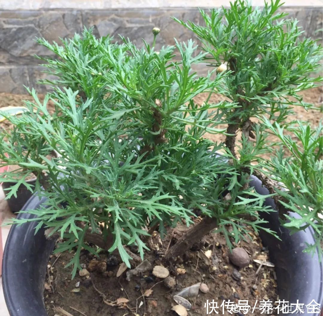 马齿苋花|山东马齿苋老桩，年年开花像小树，网友直呼：假的吧