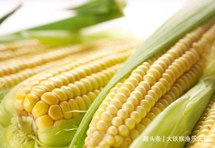 饵料|五种野钓大鱼的神饵,都藏在你家的厨房,老钓鱼人都在偷偷用