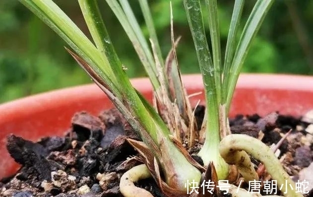 肥料|兰花生命力很强，决定能否种植成活的，并不是土壤与肥料