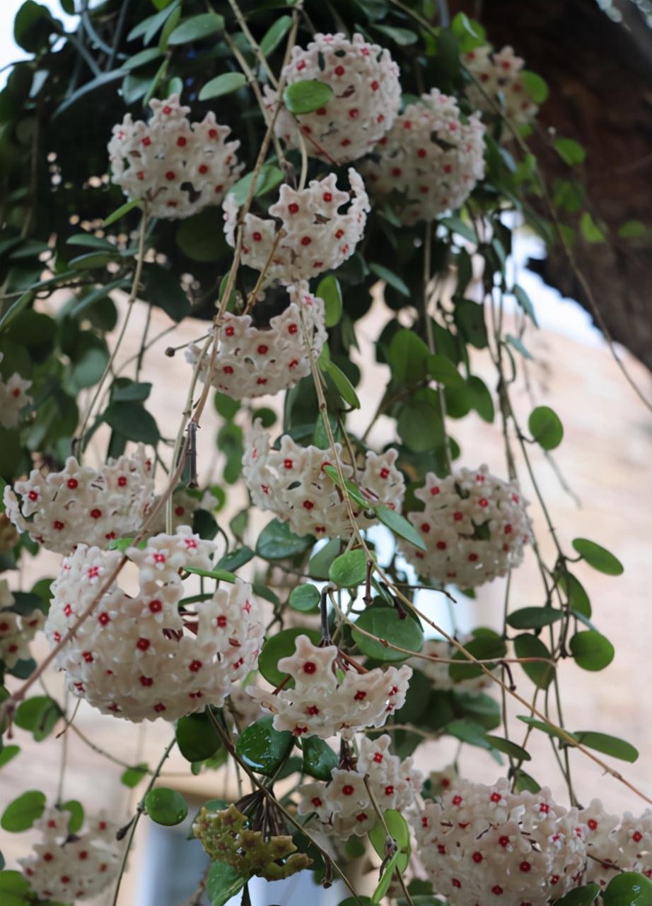 10种“吉利花”,“穷养”才能长大,越挤越壮实,越大越“旺家”