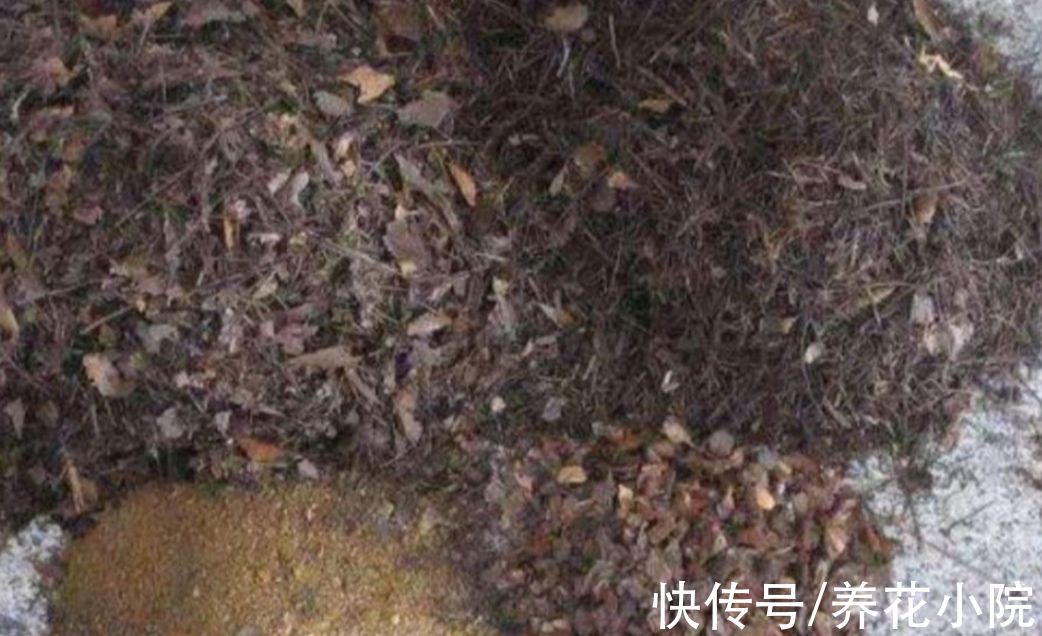 用松针土养花,要做好3件事,否则啥花也长不好