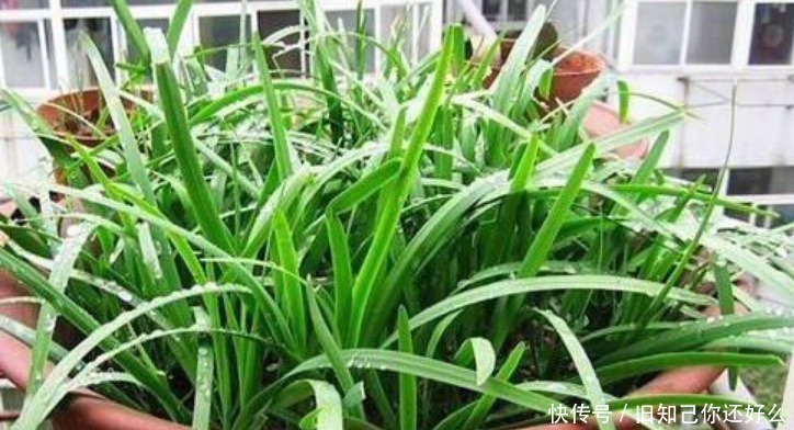 阳台养上“5种菜”，漂亮好养，吃完一茬又一茬，天天吃到新鲜菜