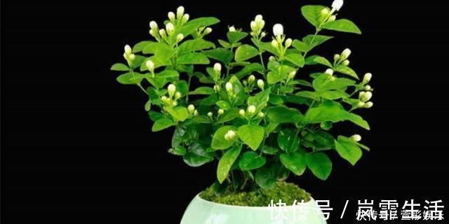 茉莉花|盆栽茉莉花，养护注意这3点，花开一茬接一茬