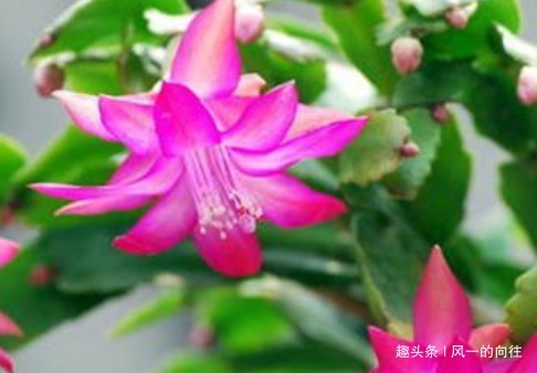 这3种花,越浇水就越黄叶,养一盆死一盆!真是懒人养的花