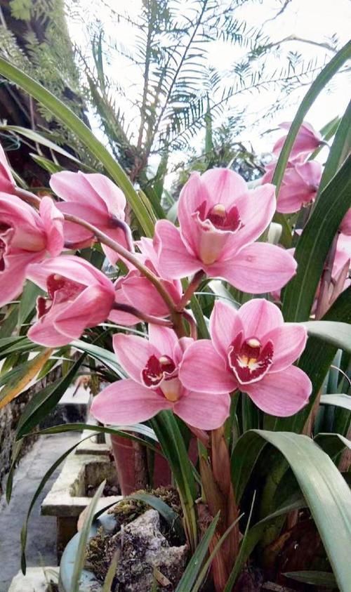 兰花长的慢不开花?这是休眠期,做好这几步,秋天一到花苞冒不停