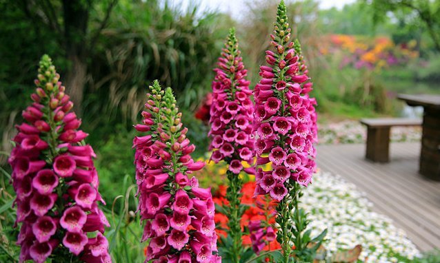 1种花,比绿萝好看,比长寿花更好养,半月就发芽,一开就是90天