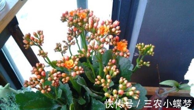 湿润|长寿花就该这样养, 阳台变成了烂漫“花海”!