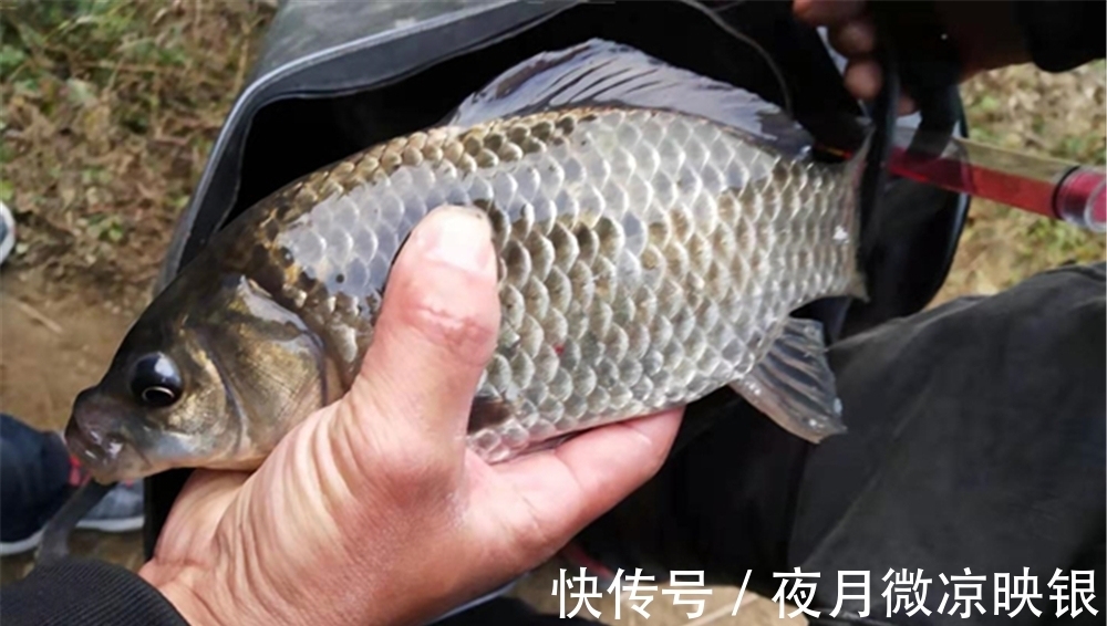 入冬后,鲫鱼开始扎堆,撵着鱼泡走钓,这是最具特色而有效的钓法