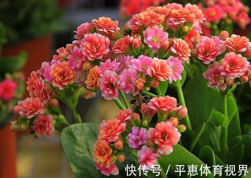 爆盆|想要长寿花花苞多？家里2种垃圾不要丢，掺在盆里开花爆盆