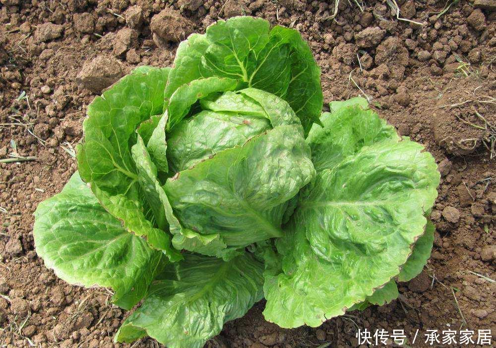 温度|气温低不好养花,不如学种菜,生长周期短成熟快,不用花钱买菜了