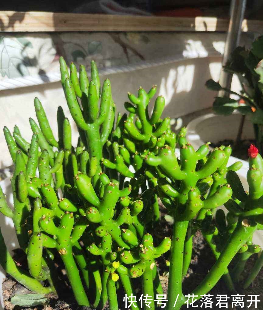 养棵多肉美滋滋,谁知是家中潜藏的毒虫,不知道吃大亏!