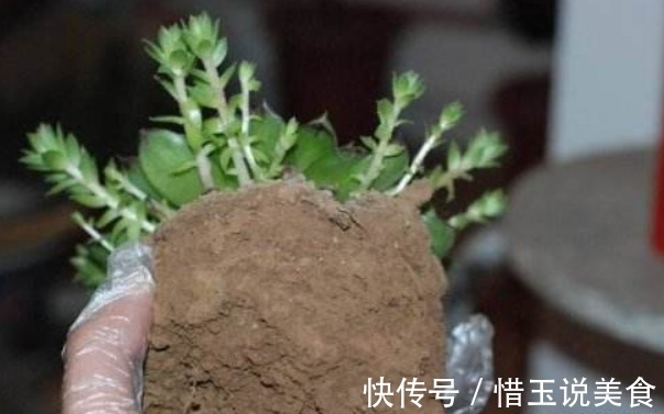 养“观音莲”,学会如此进行分株,不花钱还可以再添几盆新盆栽