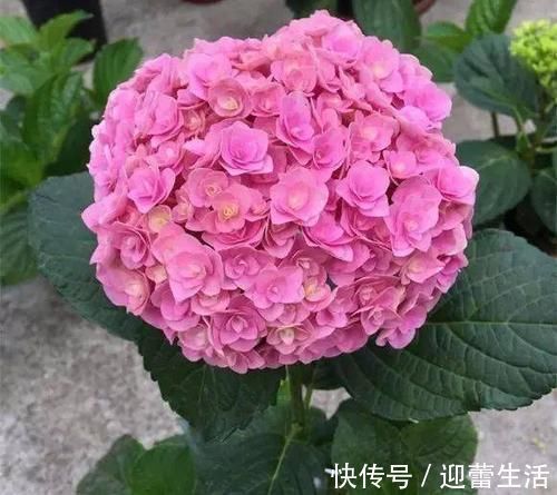 最厉害的养花营养液：给花喝一勺，新叶嗖嗖长，花苞蹭蹭长！