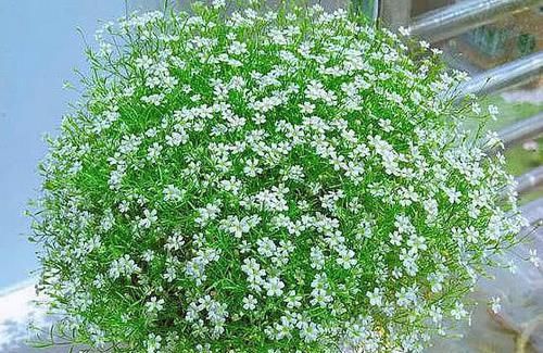 这款植物全年开花，花色艳丽花量大，花型圆滚奇特