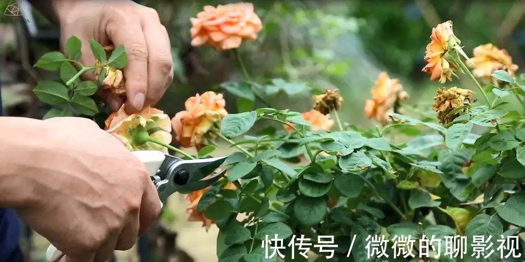 这样养出的月季花,花大色艳,枝繁叶茂