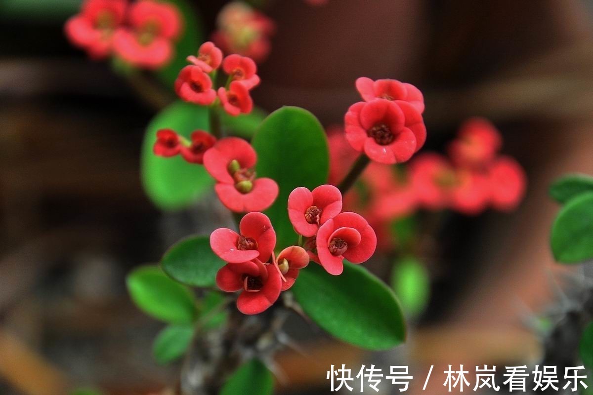 这花号称“养不死”，花开四季，比绿萝好养10倍，比长寿花更美