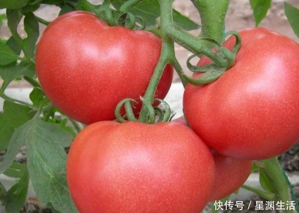 功效|西红柿的功效很多，却和2种食物“相克”，吃错了美食变“毒药”