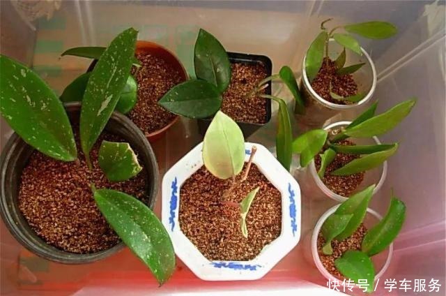 3种花,就得趁现在扦插,再晚就不生根了!3种花,就得趁现在扦插,再晚就不生根了!