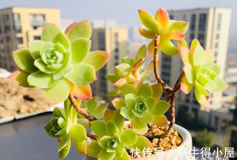 化妆|多肉薄化妆老桩怎么上盆?按这些步骤走起来,服盆后就会很美