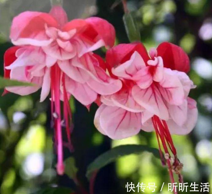 漂亮|几种花,开花漂亮又好养,美爆了,叶子漂亮,还能开花