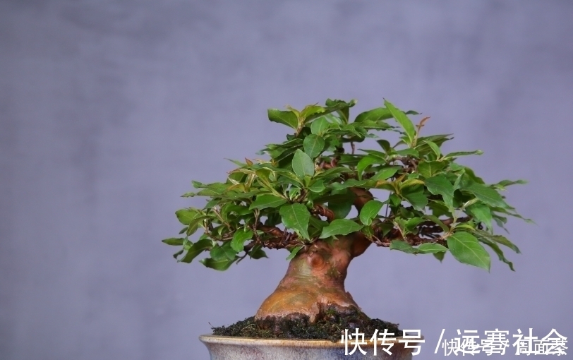 园艺|中国盆景欣赏，园艺大师经过几十年的精心打理，感受盆景独特的美