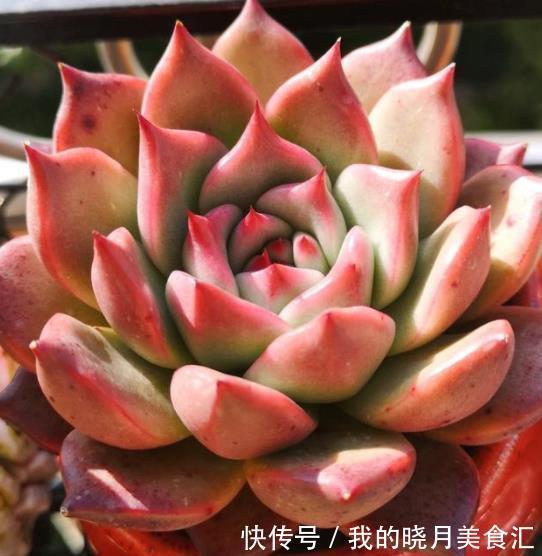 6种东云系多肉,皮实好养还漂亮,叶片肥厚霸气侧漏,值得拥有