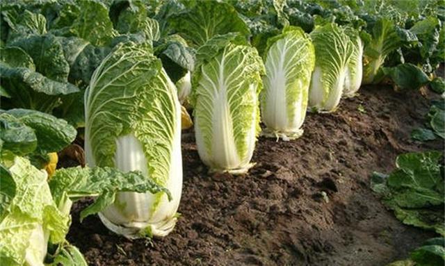 含有|女性延缓衰老,不妨吃这些食物,气色好,远离身体不适,更有魅力