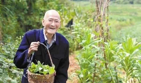 补充蛋白质|三伏天晨起做4件事,是“增加”寿命的行为,老年人越常做越长寿