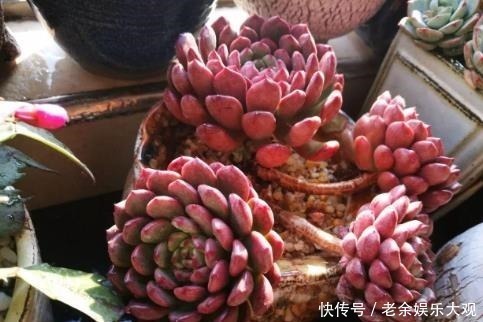 墩子|养盆多肉红宝石,不仅生长快易群生,更容易逆袭长成肉墩子!