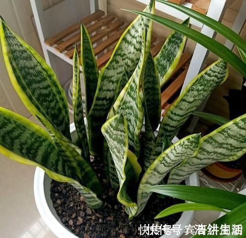 叶子|特别耐旱的5种花,一个月不浇水,照样能生长,呼呼长满盆