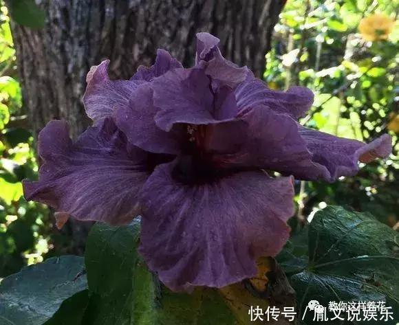 种花|1种花一开就是300多天,好养又漂亮,新手懒人都能养!