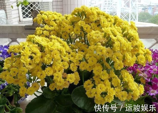 花朵|长寿花的花朵凋谢之后要怎么处理，来年才更好开花呢