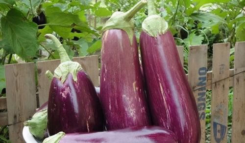 冬病夏治|大暑40度女性排毒减肥苦难，常吃3种食物，瘦身燃脂，排毒养颜