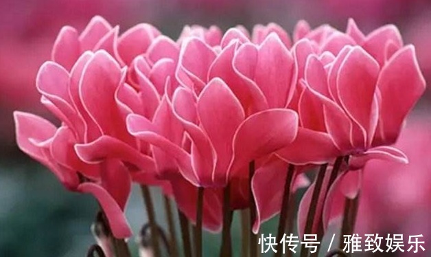 仙客来花期过后,这样操作“1番”,下次开花更多,轻易“爆盆”