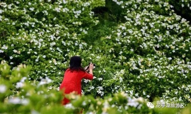 叶蓁蓁|初夏，去寺前赴一场栀子花之约