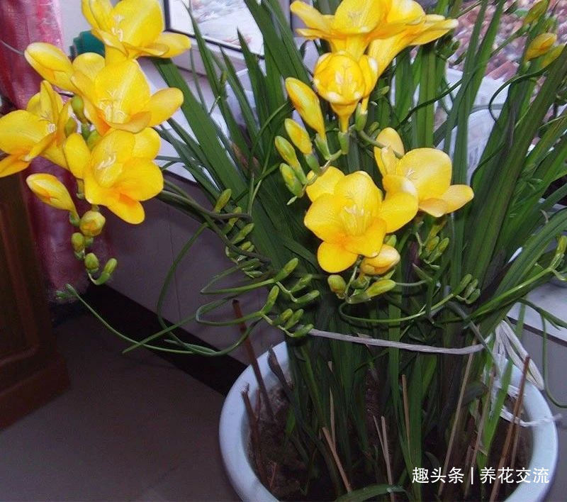 叶子|秋天买些香雪兰的种球，种盆里冬季就开花，来年夏天收获大盆子球