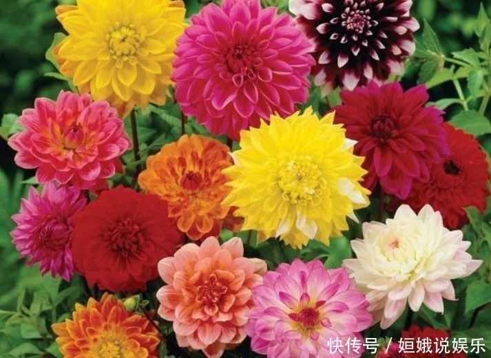 长势|超漂亮的5种花卉,长势好、花色艳,开花硕大香味浓