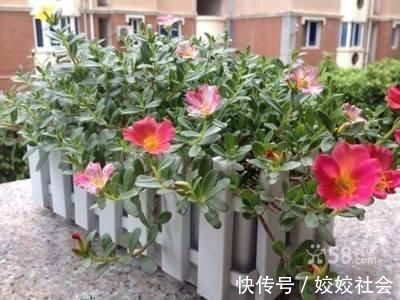 农村|农村晒不死的“野菜”,养在花盆当花看,现在吃正鲜嫩,去开挖