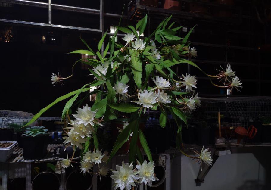 室内盆栽“新宠”—小叶昙花，每年开花好几次，一卉能熏一室香